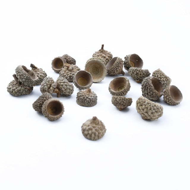 50PCS Natural Dried Flowers Pinecone Series